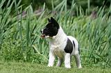 AKITA AMERICAIN 491